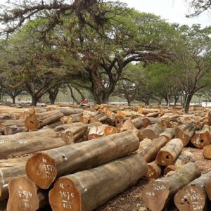 jenis kayu untuk furniture